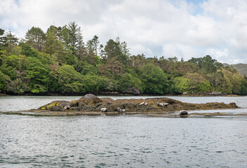 Fototapeta na wymiar Seals on a rocks near Garinish Island in Bantry Bay, County Cork, Ireland