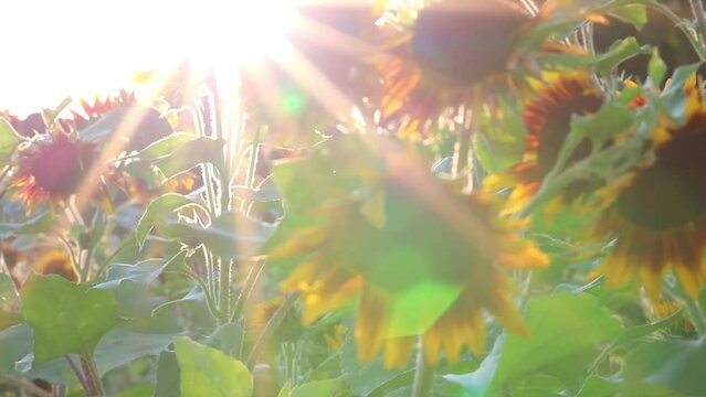 Sustainable agriculture field of sunflowers in romantic summer sunset with heat period and drought shows irrigation for mono culture of plantation growing as organic food like sunflower seeds growing