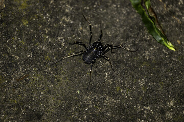 Black spider on the ground