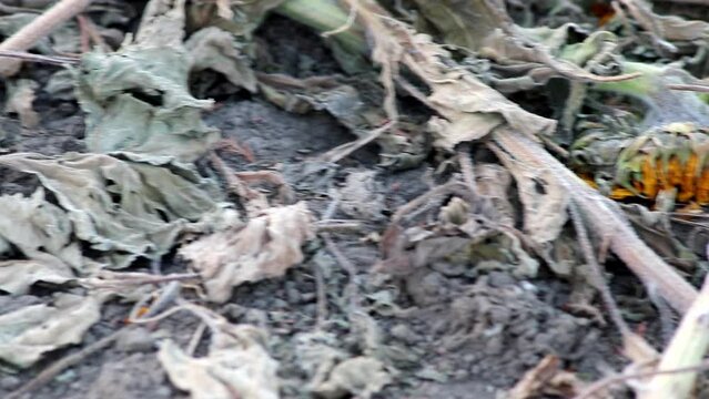 Drought with dry and withered sunflowers in extreme heat periode with hot temperatures and no rainfall due to global warming causes crop shortfall with water shortage on agricultural sunflower fields