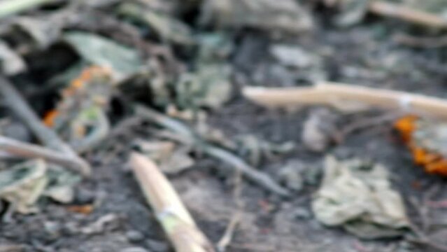 Drought with dry and withered sunflowers in extreme heat periode with hot temperatures and no rainfall due to global warming causes crop shortfall with water shortage on agricultural sunflower fields