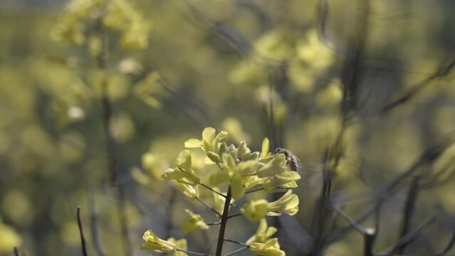 Close up of honey bee on yellow flower