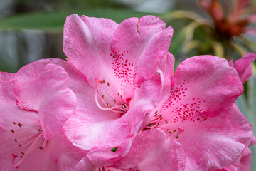 Close up of a Pink Rhododendron Flower 