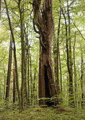 Forest of old-grown plack pines, Crna Poda Nature reserve Montenegro
