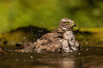Eurasian sparrowhawk, accipiter nisus, bathing ans splashing water around in a pond. Wild animal cooling down on a hot summer day. Bird of pray in stream.