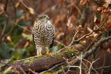 eurasian sparrowhawk, accipiter nisus, sitting on branch with green moss in autumn forest. Small bird of prey from front view with orange autumn leaves in background.
