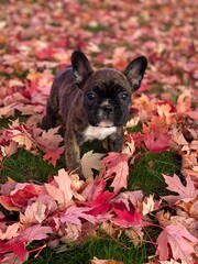 French bulldog in autumn