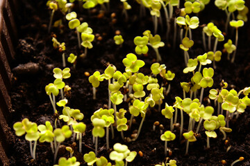 green sprouts of seedlings in a box with earth. growing vegetables and herbs in a container. germination of seeds in a greenhouse. beginning of plant life. green sprouts macro. seedling