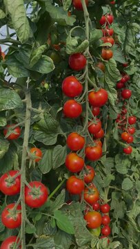 vertikal, Hochformat Video von vielen roten, reifen Tomaten am Strauch