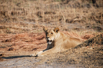 Female lion resting in Linyanti area, Namibia