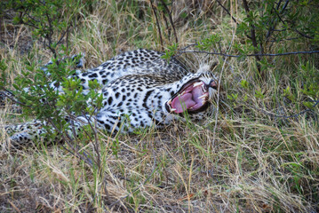 Leopard yawning well camouflaged in grass, Moremi game reserve, okavango delta, Botswana