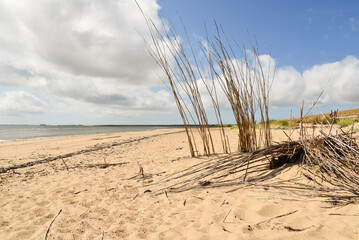 Texel, Netherlands. August 2022. Willow trees on the beach to prevent the sand from being scattered.