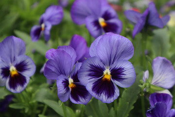 Purple violet flowers in the garden