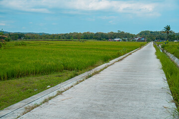 Fototapeta premium A small cement road that cuts through green rice fields in a very quiet and peaceful rural area