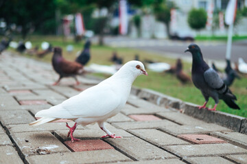 pigeons in the park