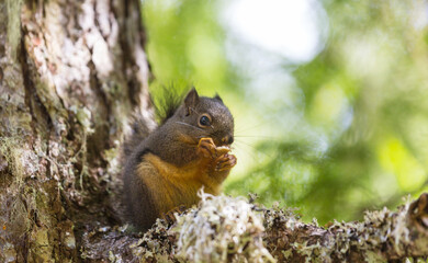 Squirrel