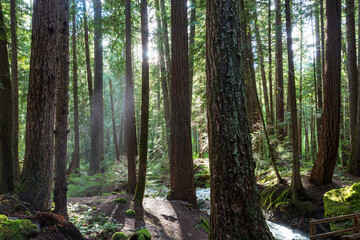 Sonniger Wald © Galyna Andrushko