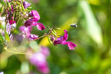 Drüsiges Springkraut