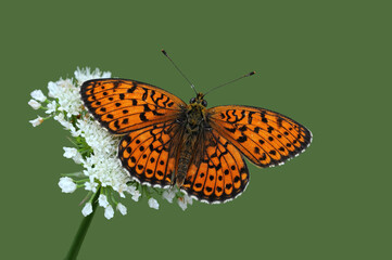 Wing upper-side view of Marbled Fritillary (Brenthis daphne) on a white flower
