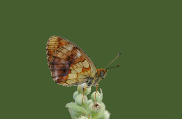Wing under-side view of Marbled Fritillary (Brenthis daphne) on a Rubus flower which is its larval hostplant.