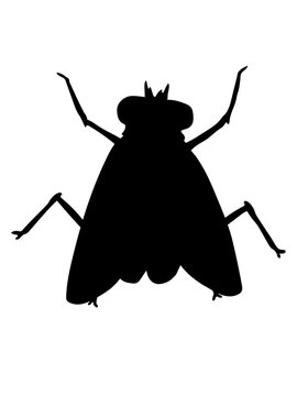 Silhouette Kleine Hausfliege Insekt 