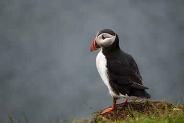 Puffin in Iceland