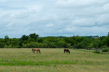 Horses_Grazing_Johnson_County