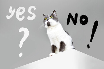 thoughtful cat with yes or no questions on grey background