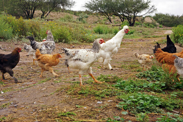 gallos y gallinas libre pastoreo