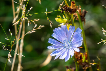 The amazing beauty of the chicory flower (Cichorium). 
Chicory grows like weeds on the roadside. Used in alternative medicine.
