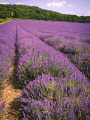 Plakat lavender field in Britain