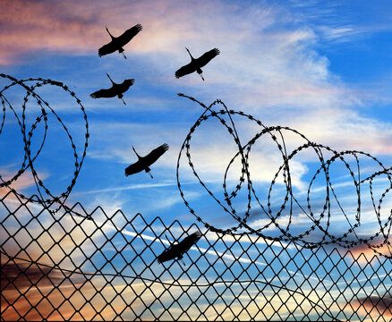 Sandhill cranes fly over a broken prison fence and broken razor wire in a 3-d illustration about freedom and imprisonment.
