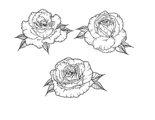 Rose Vector Outline Roses  