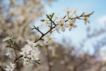 cherry tree blossom