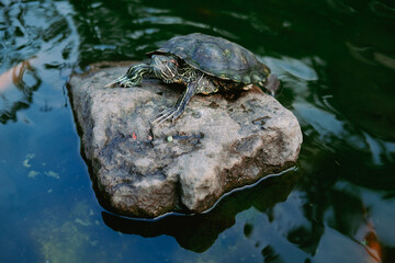 turtle on the rock