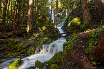 Obraz premium Waterfall in the forest