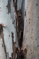Tree bark texture layer wood in green, brown, black 