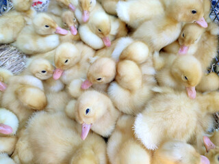 Many little yellow young ducks close-up. Many ducklings top view. Livestock, agribusiness, domestic pet, aviculture breeding, industrial production. Duck farm. Ducks breeding. Agricultural background