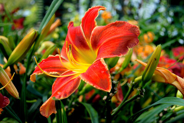 red and yellow flower