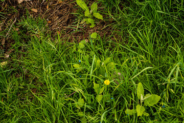 green plants cacti summer desert plants
