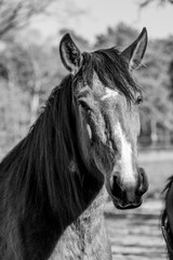 Horses living in a paddock paradise setting happy and semi free