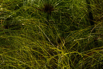 tall green grass pond texture