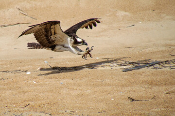 osprey in flight over beach