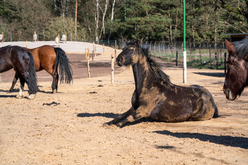 Horses living in a paddock paradise setting happy and semi free