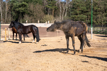 Horses living in a paddock paradise setting happy and semi free