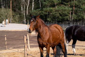 Horses in a Paddock paradise
