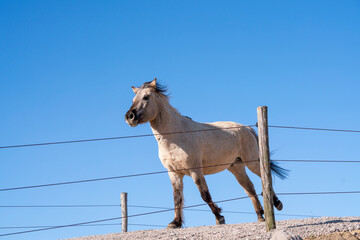 Horses living happy in paddock paradise running and free © PIC by Femke