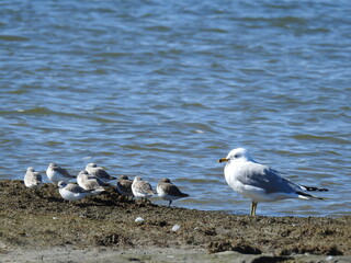 A mother seagull and her little chicks sunning on the shores of Assateague Island, in Worcester County, Maryland.