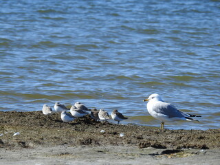 A mother seagull and her little chicks sunning on the shores of Assateague Island, in Worcester County, Maryland.