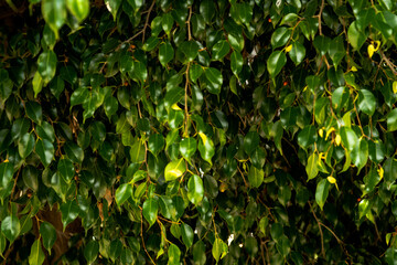 Pine tree branches texture green leaves